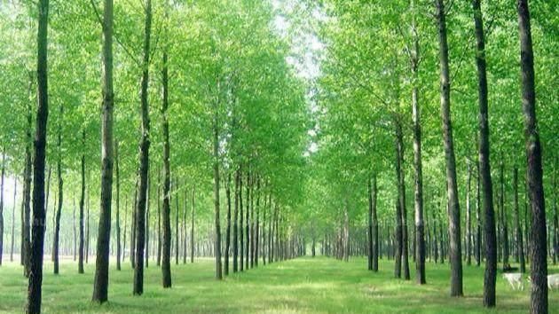 杨树秋冬种植技巧