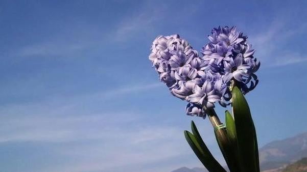 道旁及绿地中怎样成片栽植风信子？