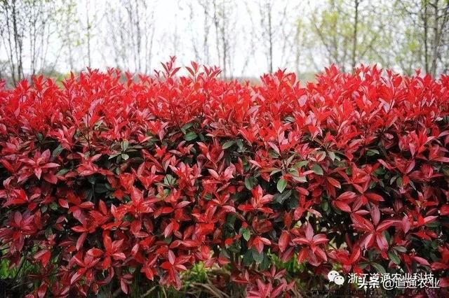 红叶石楠叶色红艳，你知道如何安全越冬吗？这样做来年更好看