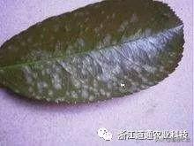 红叶石楠叶色红艳，你知道如何安全越冬吗？这样做来年更好看