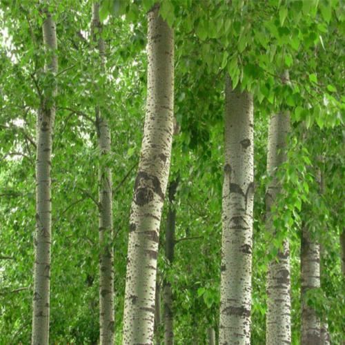 杨树秋冬种植技巧