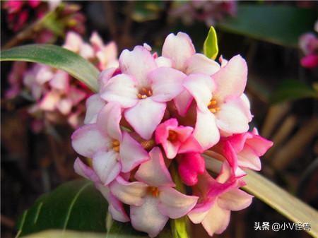 冬季怎样养殖金边瑞香，让你瞬间变成养花高手