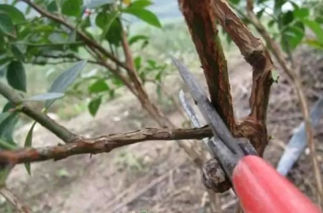 冬季花木防治病虫害关键技术