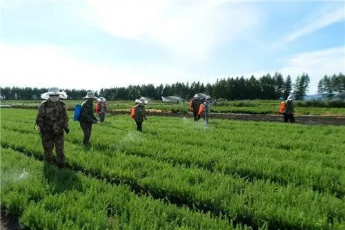 冬季花木防治病虫害关键技术