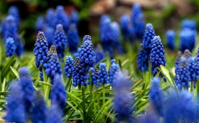 道旁及绿地中怎样成片栽植风信子？