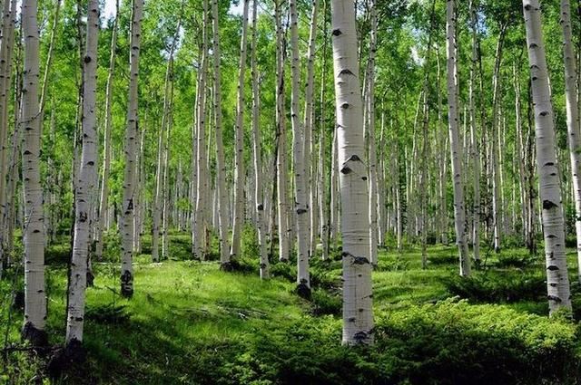 杨树秋冬种植技巧
