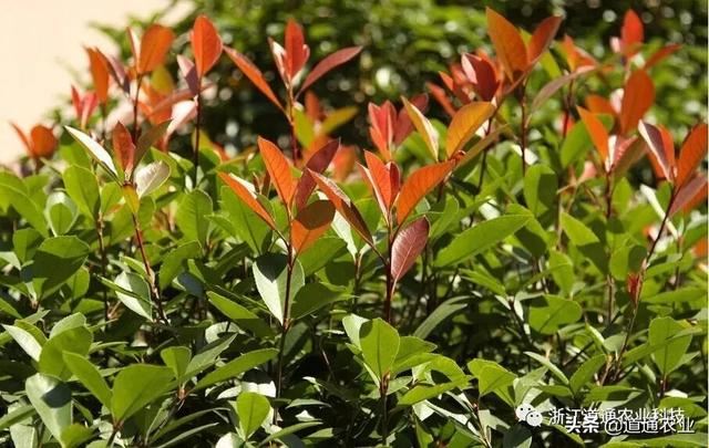 红叶石楠叶色红艳，你知道如何安全越冬吗？这样做来年更好看