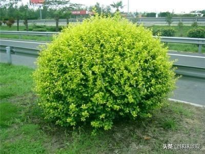 景观设计中的球？