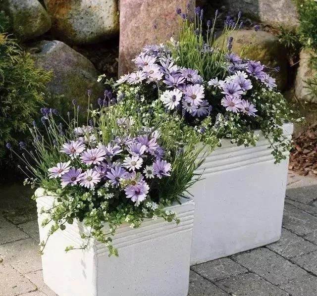 景观知识大放送——花钵、花坛