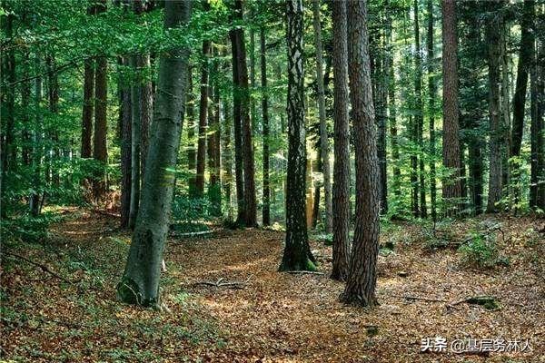 园林绿化专业术语（二）