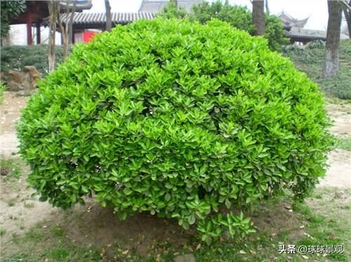 景观设计中的球？