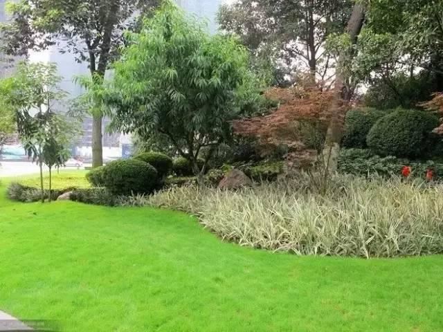 园林软景配置宝典，值得学习