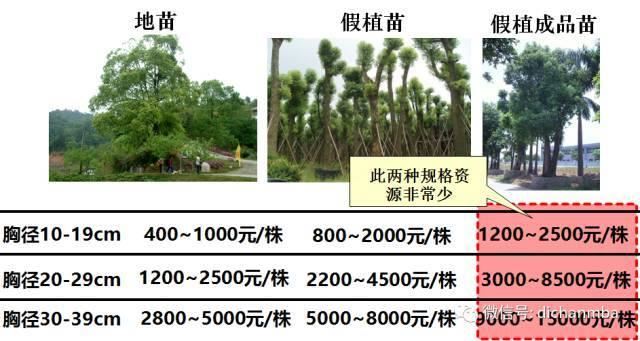 苗木全攻略