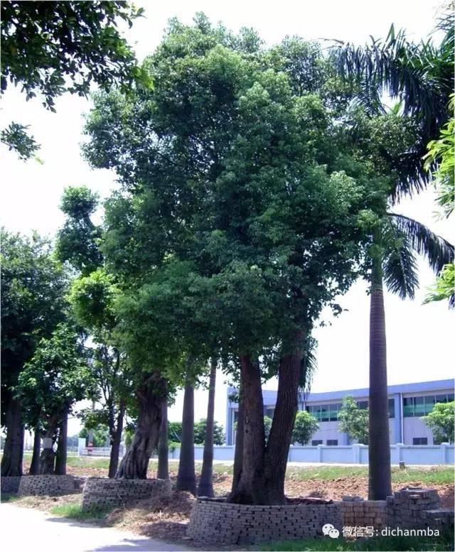 苗木全攻略