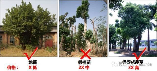苗木全攻略