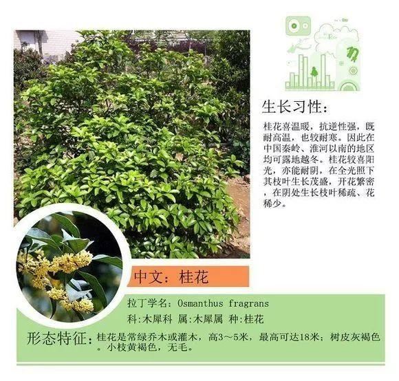 园林景观植物名称及属性汇总，识花懂花