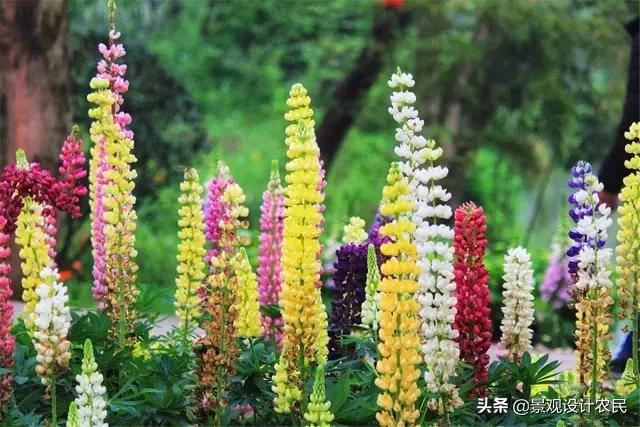 园林景观中的重头设计元素——植物景观