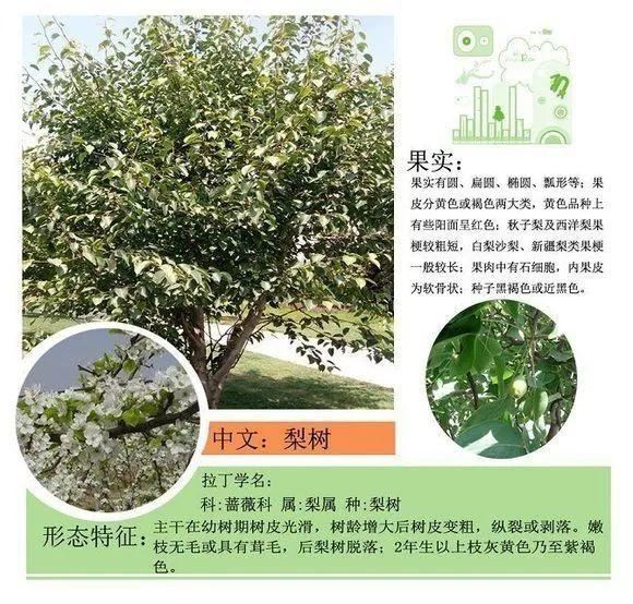 园林景观植物名称及属性汇总，识花懂花