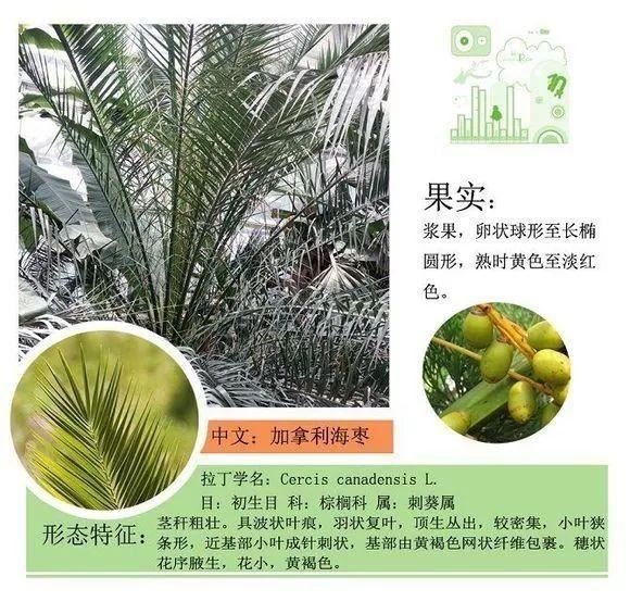 园林景观植物名称及属性汇总，识花懂花