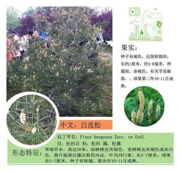 园林景观植物名称及属性汇总，识花懂花