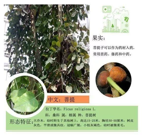 园林景观植物名称及属性汇总，识花懂花