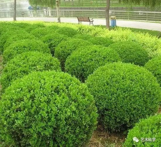 植物设计总则！学景观设计必不可少