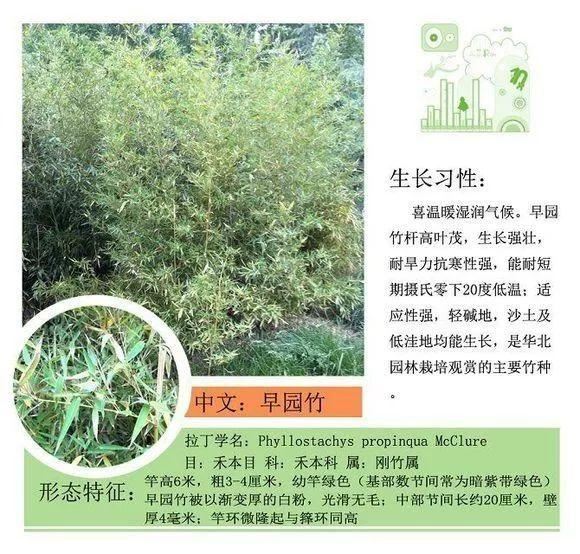 园林景观植物名称及属性汇总，识花懂花