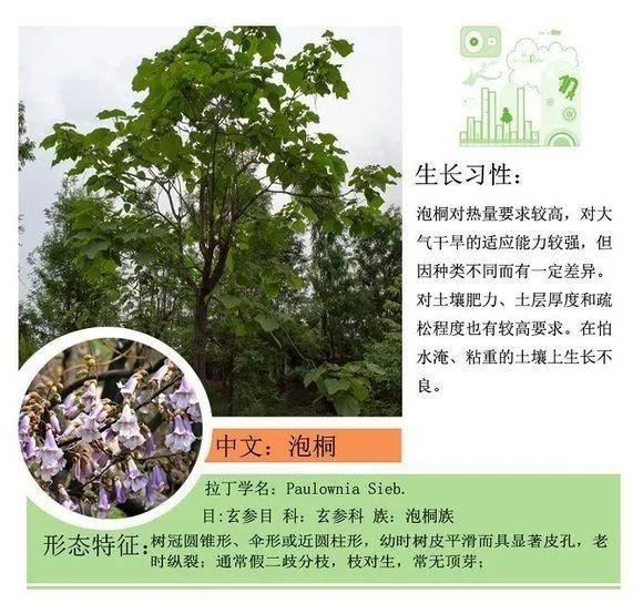 园林景观植物名称及属性汇总，识花懂花