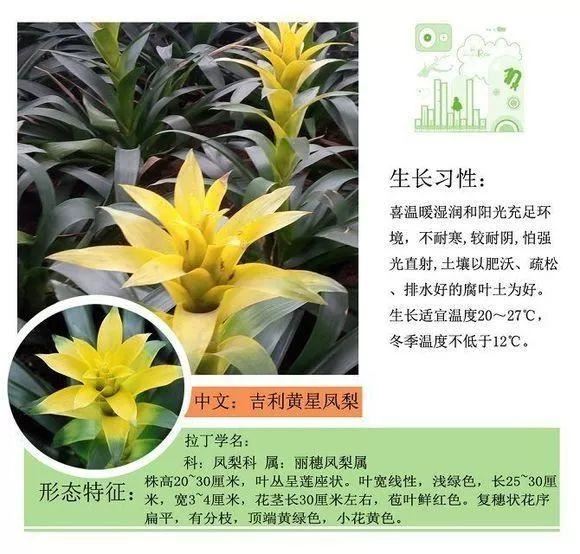 园林景观植物名称及属性汇总，识花懂花