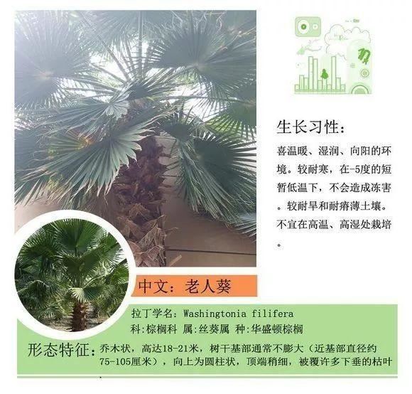 园林景观植物名称及属性汇总，识花懂花