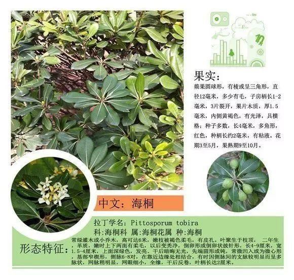 园林景观植物名称及属性汇总，识花懂花