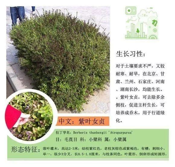 园林景观植物名称及属性汇总，识花懂花