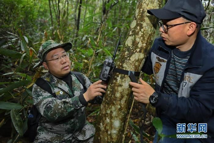 [野生动植物]武夷山国家公园加大野生动物监测范围