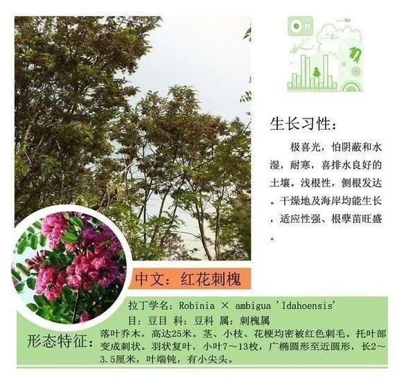 园林景观植物名称及属性汇总，识花懂花