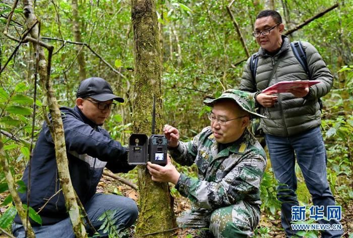[野生动植物]武夷山国家公园加大野生动物监测范围