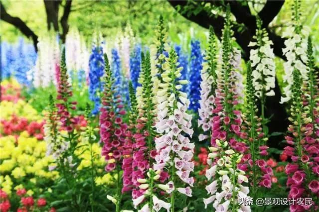 园林景观中的重头设计元素——植物景观