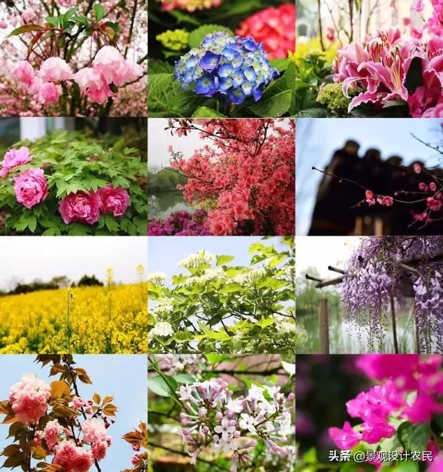 园林景观中的重头设计元素——植物景观