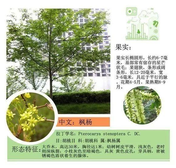 园林景观植物名称及属性汇总，识花懂花