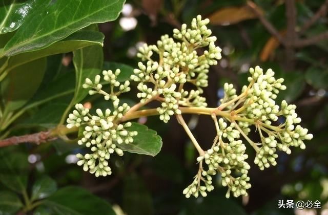 针对各类污染物具有强抗性的乔木灌木草本植物大全