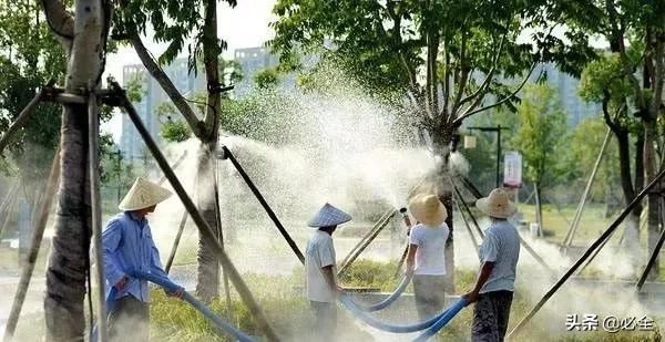 乔木，灌木，草坪花卉如何合理浇水？