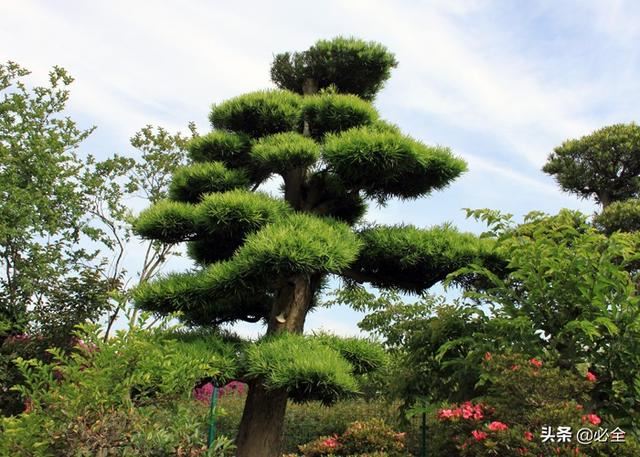 针对各类污染物具有强抗性的乔木灌木草本植物大全