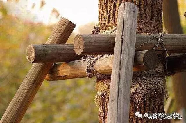 一月天更冷，园林植物管理不能停，掌握三点来年园林省不少心