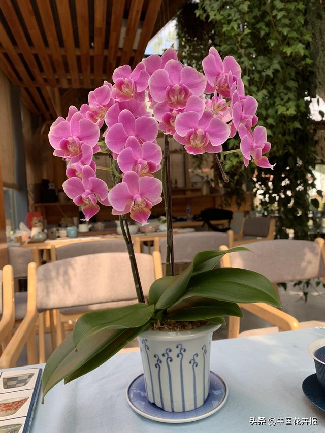 人靠衣服马靠鞍，一起来认识耐看、耐赏、有腔调的“有田烧”花器