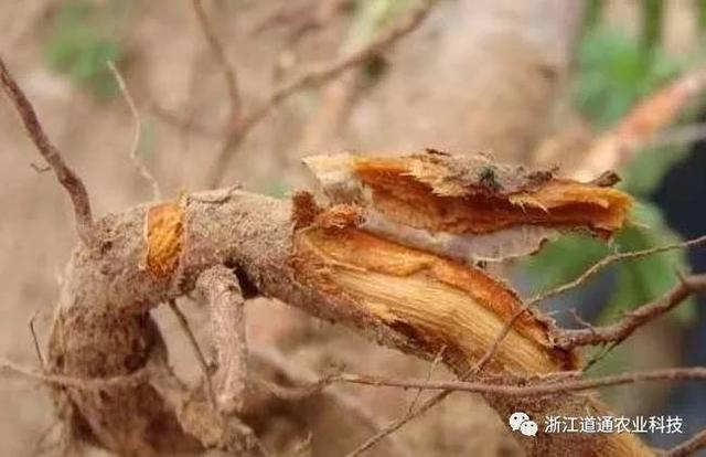 发现苗木叶片萎蔫、根部腐烂，怎么办？掌握3种防治“诀窍”