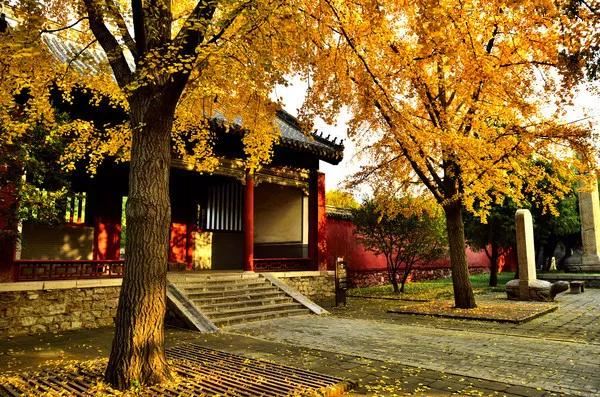 庭院移栽绿化苗木知识