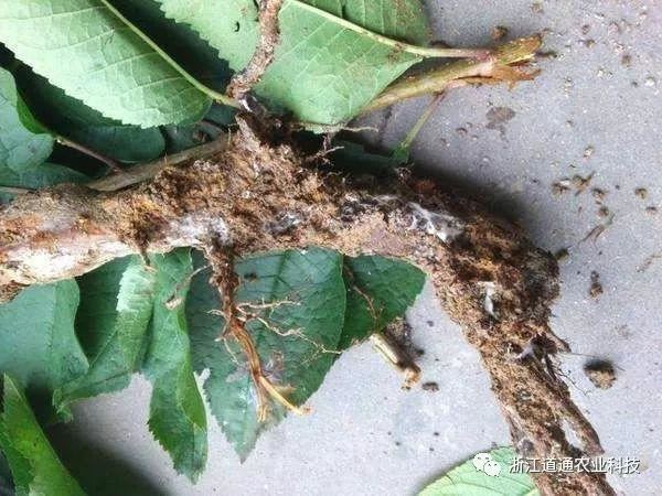 发现苗木叶片萎蔫、根部腐烂，怎么办？掌握3种防治“诀窍”