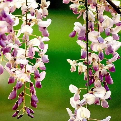 “彼岸花”并非只有曼珠沙华，这些植物也花叶不相见
