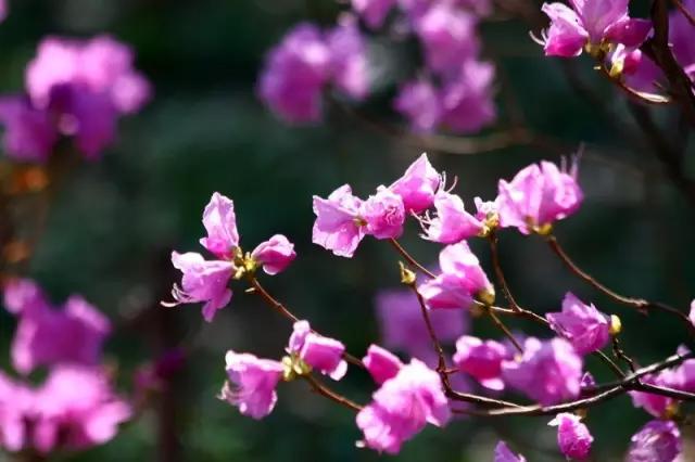 “彼岸花”并非只有曼珠沙华，这些植物也花叶不相见