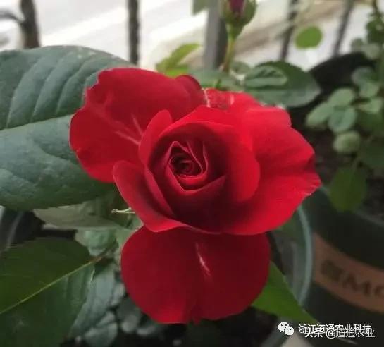 10款“花期超长”的月季，花量大颜值高，让你冬天也能赏花