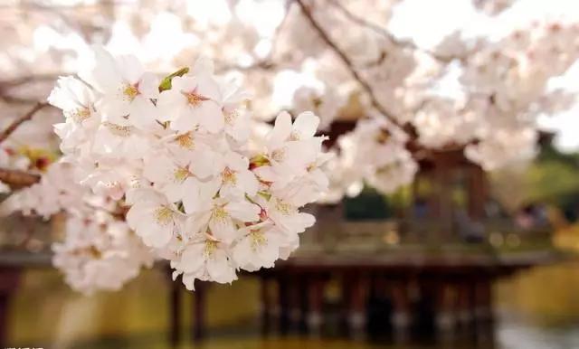 “彼岸花”并非只有曼珠沙华，这些植物也花叶不相见